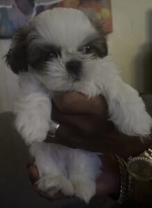 Veterinary Clinic Gallery