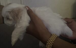 South Brooklyn Animal Clinic